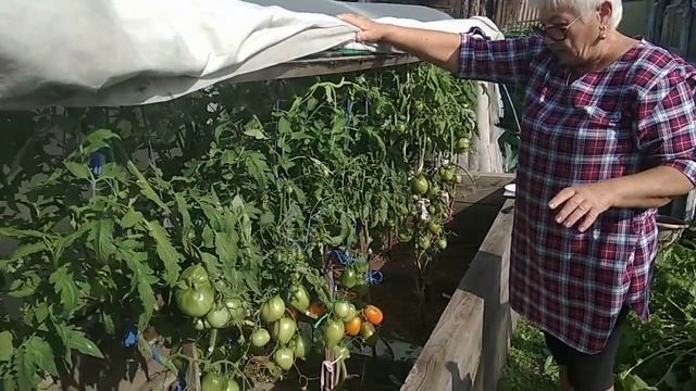 Обзор томатов Золото востока и Сердце Ашхабада. смотреть онлайн