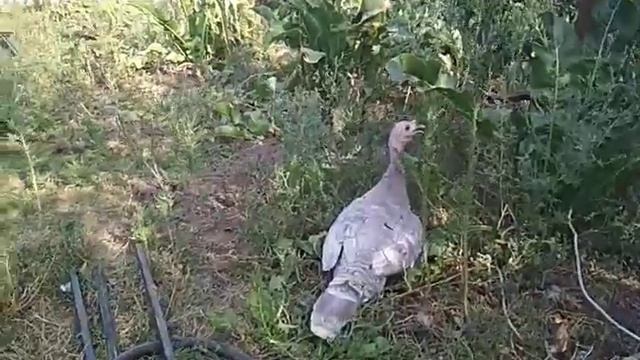 Индюки Бронза широкогрудая плюсы и минусы смотреть онлайн