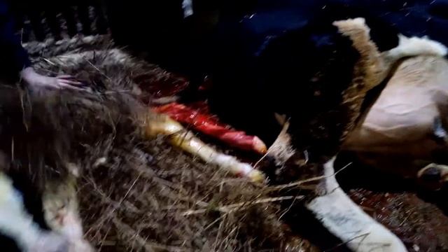 Как телится корова? смотреть онлайн