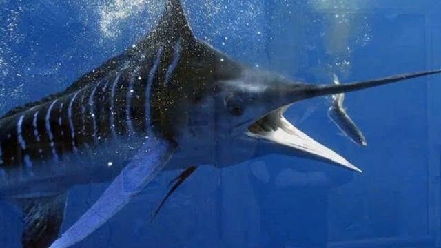 Познавательная беседа «Экзотика Мирового океана» смотреть онлайн