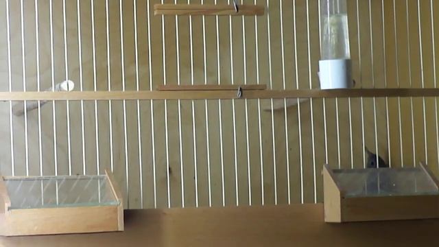 Пёстрокаменный дрозд. смотреть онлайн