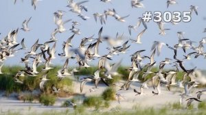 #3035. Чайки, бакланы и крачки (В мире животных)