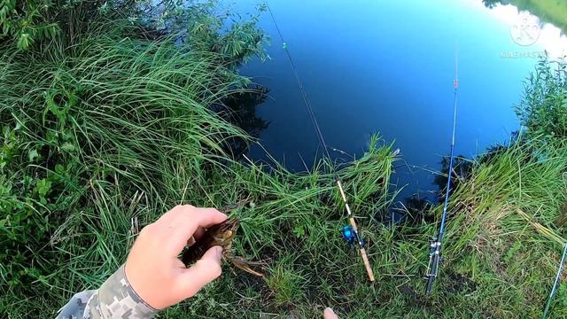 Моя первая рыбалка с ночёвкой ! Ловим рыбу и раков смотреть онлайн