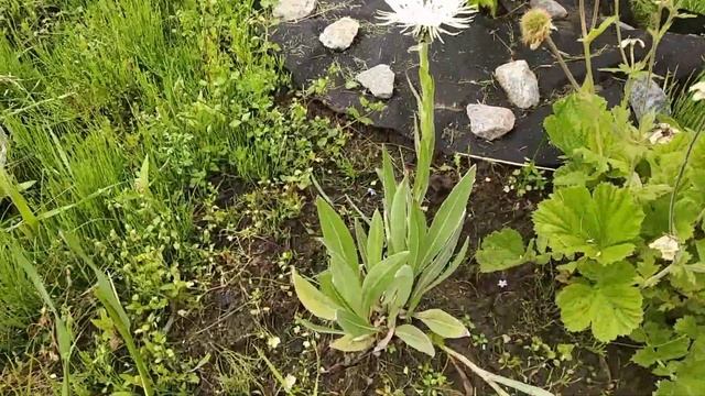 дача/ лето смотреть онлайн