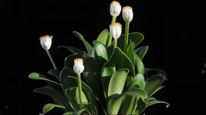 Гемантус — уход в домашних условиях за цветком