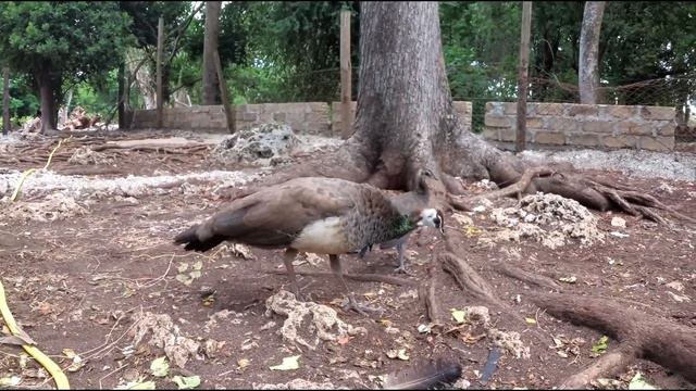 Танзания. Занзибар. Reef and Beach Resort. 2021 смотреть онлайн