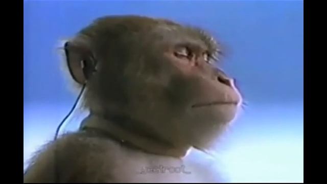 ШОК ОБЕЗЬЯНА СЛУШАЕТ ДАМЕ ДАМЕЕ ДОМЕННООО. смотреть онлайн