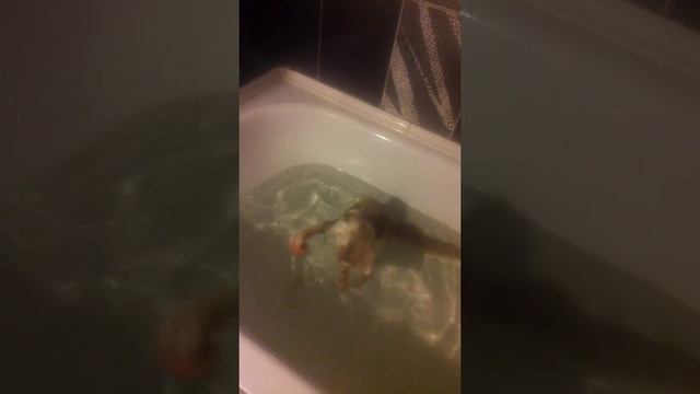 Кот плавает и ныряет смотреть онлайн