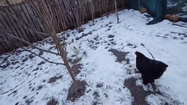 СОЕДИНЯЕМ МОЛОДЫХ И ВЗРОСЛЫХ КУР КОХИНХИН. ОБЗОР ПТИЦЫ смотреть онлайн