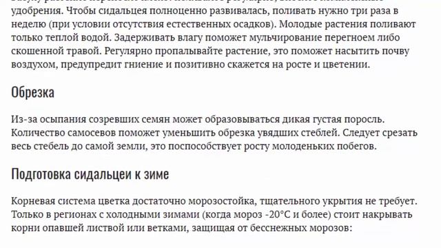 Сидальцея Посадка и уход в открытом грунте Выращивание из семян Фото сортов с названиями смотреть онлайн