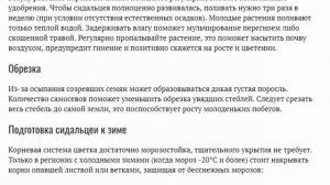 Сидальцея Посадка и уход в открытом грунте Выращивание из семян Фото сортов с названиями