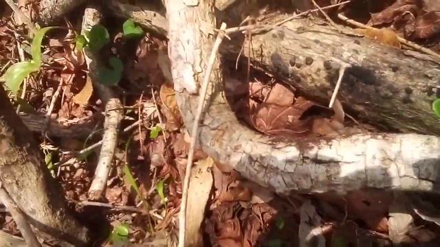 March 27, 2021 Bloodroot (Sanguinaria canadensis) смотреть онлайн