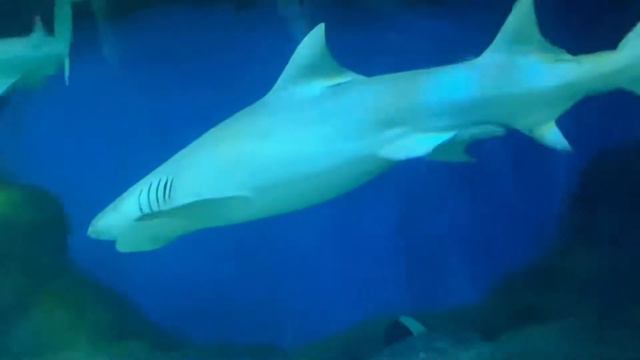 Поход в океанариум