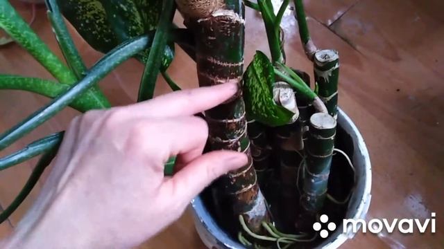 Роскошные бело-зелёные листья. Диффенбахия. #диффенбахия#декоративное смотреть онлайн