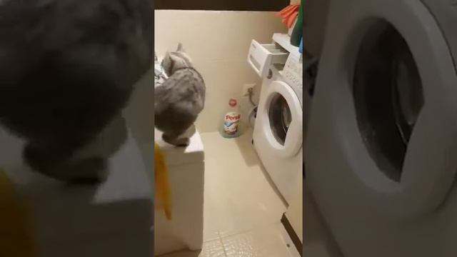 Ловлю муху :3 смотреть онлайн