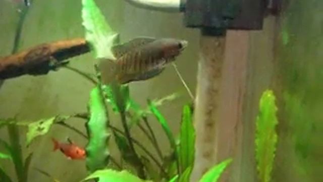 Colisa Labiosa смотреть онлайн