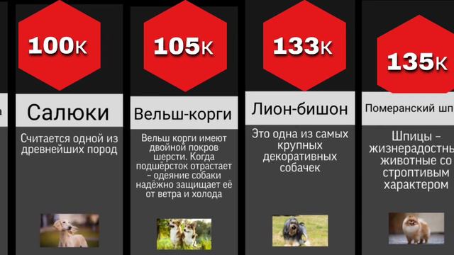 Топ 15 самых дорогих пород собак смотреть онлайн