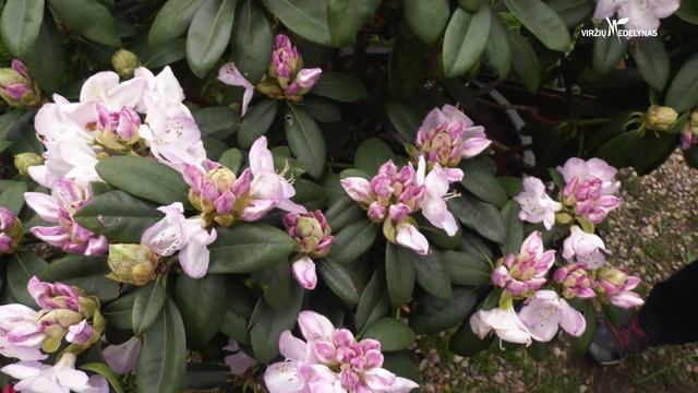 Rododendras Gomer Waterer — Viržių medelynas смотреть онлайн