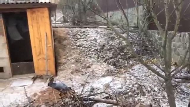 Завелась крыса. Кролики активно роют нору с приходом понижения температуры. Дачная Жизнь ТВ. смотреть онлайн