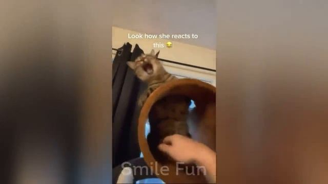 Смешные котики #88.mp4 смотреть онлайн