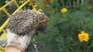 6 соток 18 августа 2024 года. Хроника.