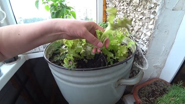 Огород на окошен, окрошка. смотреть онлайн