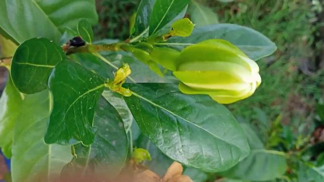 Crape Jasmine || Florida Gardenia Cape Jasmine #nature смотреть онлайн