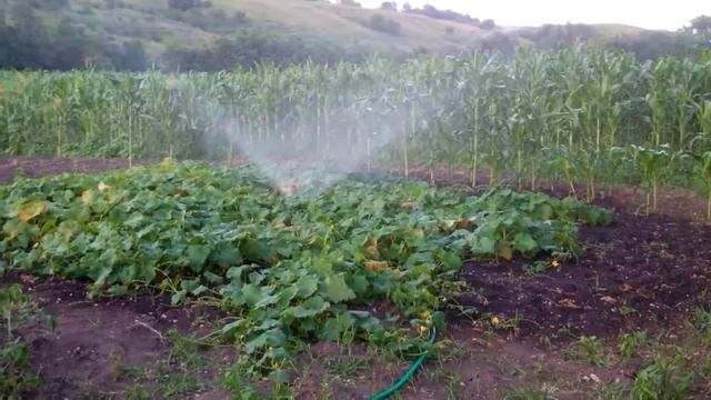 полив огурцов