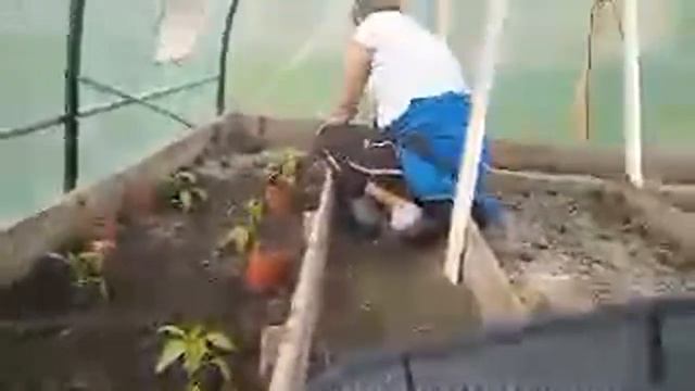 ОБЗОР реанимированной теплицы | 2 гектара смотреть онлайн