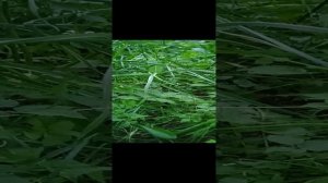 ЧЕСНОК-2 ОДА РУССКОМУ ОГОРОДУ