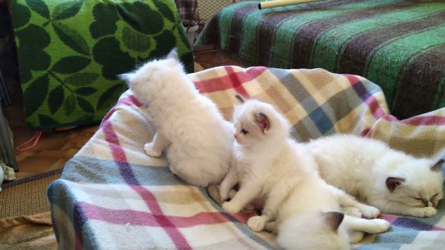 Ragdoll ( Рэгдолл ) - Котята смотреть онлайн