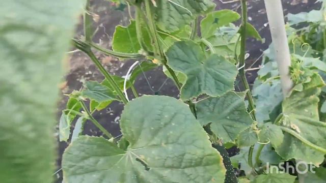 ШАШЛЫК,И ПОСЛЕДНЯЯ КРАСОТА,СКОРО НЕ ЧЕГО НЕ БУДЕТ смотреть онлайн