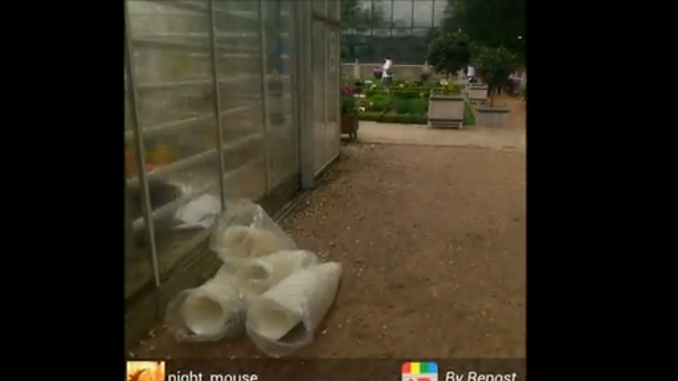 Выставка пионов 2015 смотреть онлайн