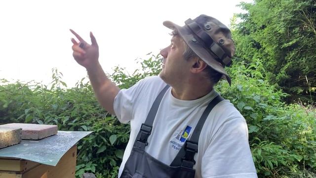 Немного о мёде этого года. Как на счет падевого мёда - будет или нет? смотреть онлайн