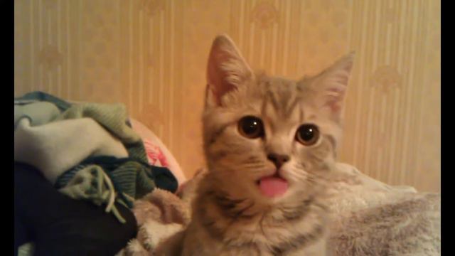 Котенок танцует языком))) смотреть онлайн
