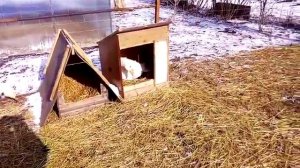 Как гуси выбирают гнезда и несут яйцо.