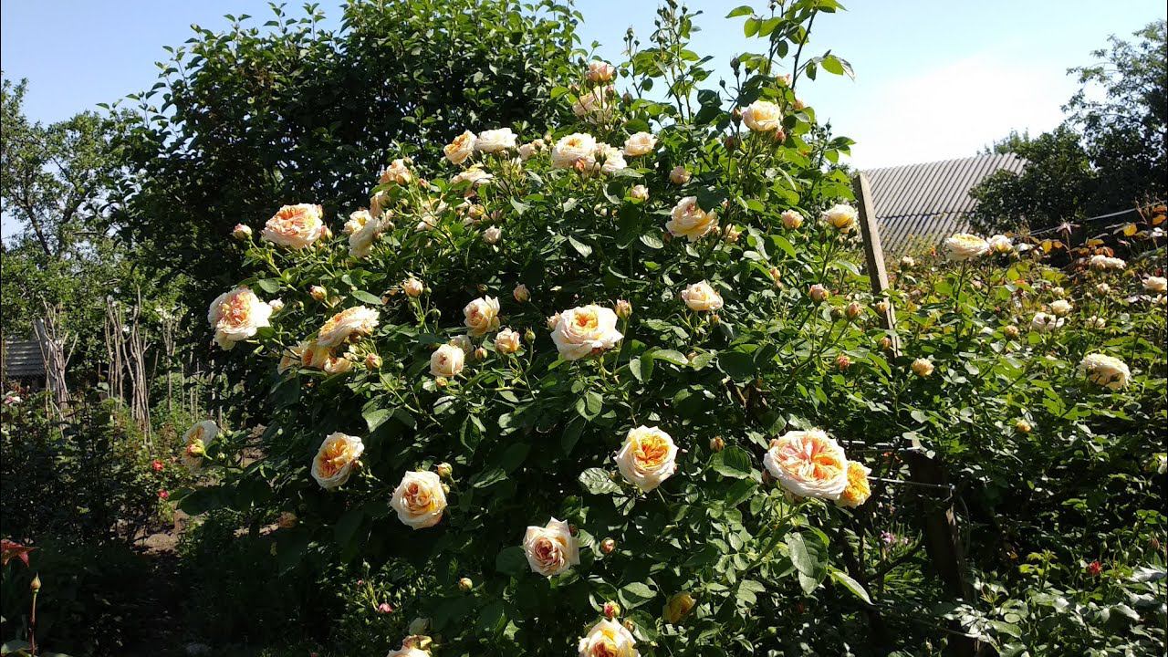 Розы. Формирование кустовых роз . Роза Алхимист. Ответы на вопросы о кустовых розах. смотреть онлайн