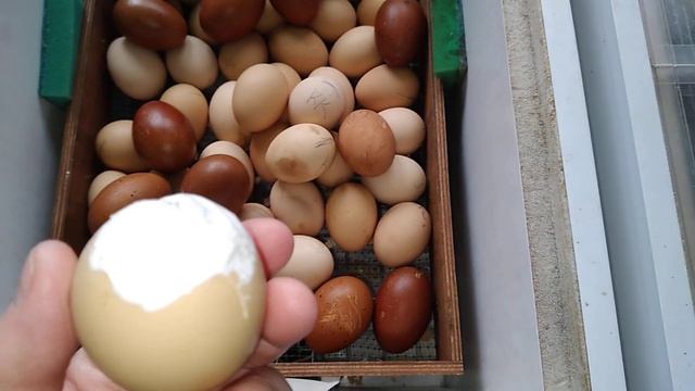 Полный инкубатор - неоплод