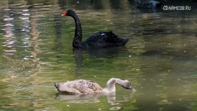 Тибетский личностный тест за 3 вопроса расскажет о Вас всю правду смотреть онлайн