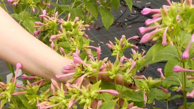 Pimp your brain: Second Mendelian Law смотреть онлайн