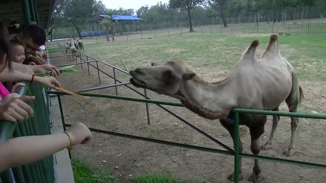 Верблюды, зебры, антилопы в Бэйдайхэ смотреть онлайн