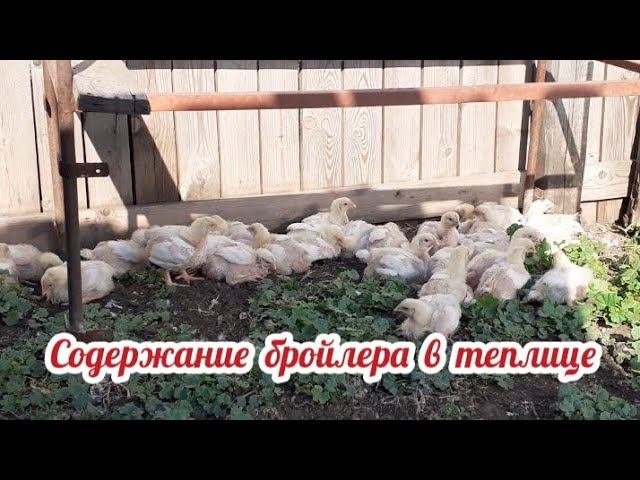 Улично-тепличное содержание бройлера.... смотреть онлайн