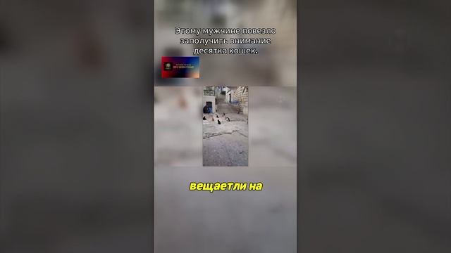 Этому мужчине повезло заполучить внимание десятка кошек.