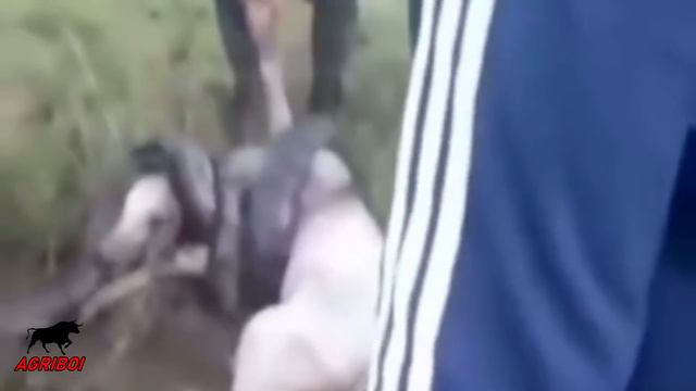 ELE DECIDIU SALVAR O GADO Do ATAQUE Da SUCURI E O PIOR ACONTECEU!