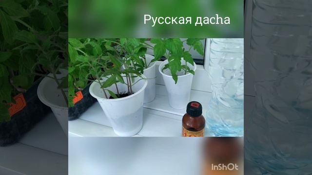 УКРЕПЛЯЕМ РАССАДУ. РАССАДА 2021. ЧАСТЬ 4. смотреть онлайн