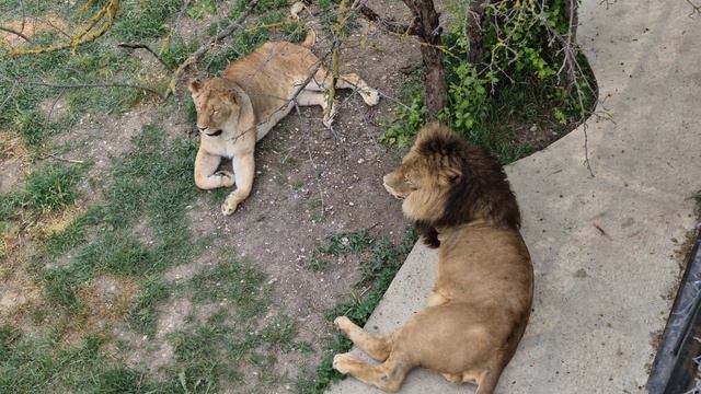 У главы прайда новая любимая жена) Тайган Lions in Crimean Taigan смотреть онлайн