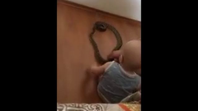 это змея смотреть онлайн