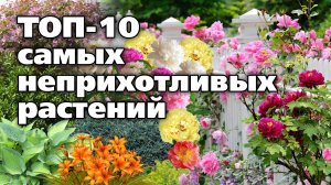 Красивые растения, которые не потребуют хлопот.