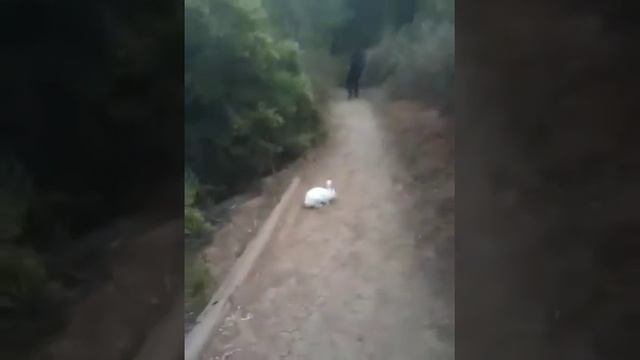 Flying Bunny Attack
