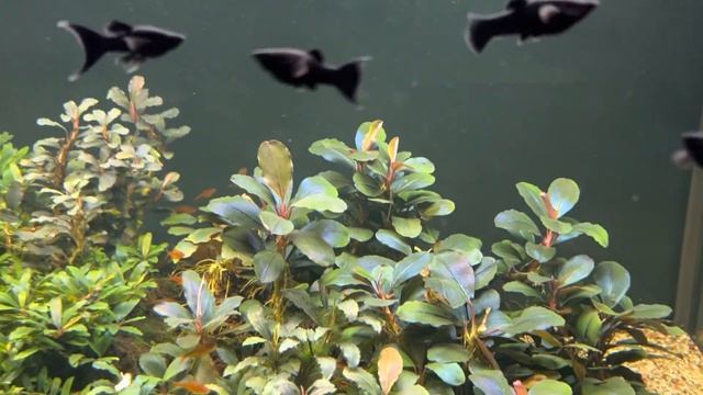 Буцефаландры